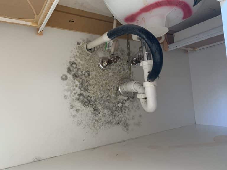 How to Respond to Black Mold Under the Sink